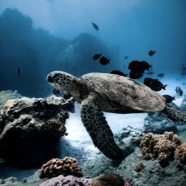 Petries Divers School