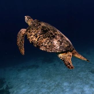 Alonissos Triton Dive Center