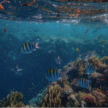 Poseidon Dive Center - Kartelias Spiros