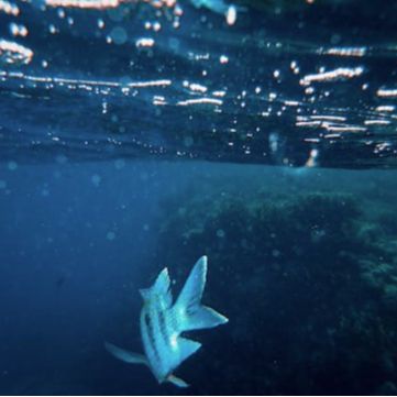 Sotiriou Diving Center