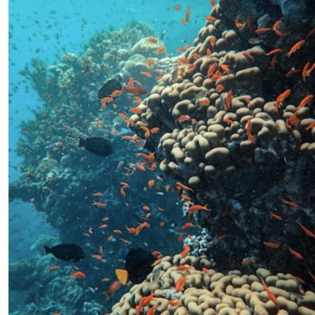 Ulysses Scuba Diving School