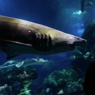 Apollo Dive Center