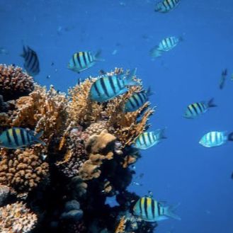 Dolphin Diving Center & Porto Kalamitsi