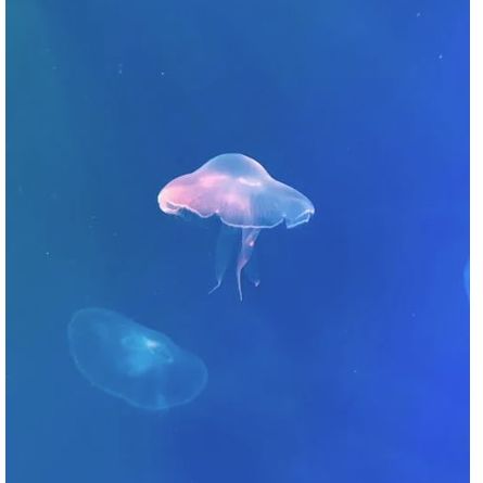 Coral Diving Center