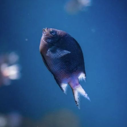Dive Center Creta Maris