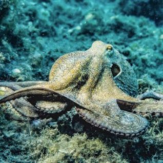 Hydra Diving Center