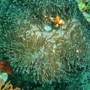 Enalios Diving Center