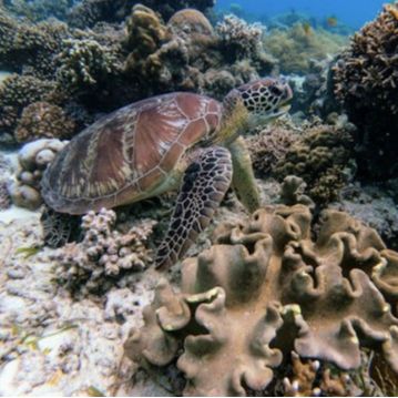 Corfu Diving Fun Club