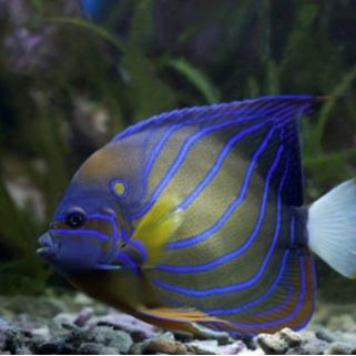 Arian Diving Centre