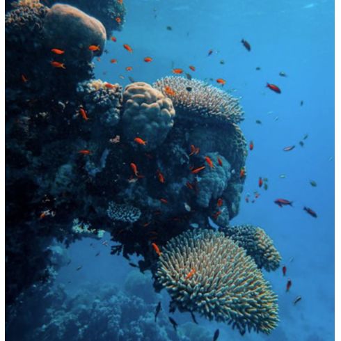 Liamis Dive Centre