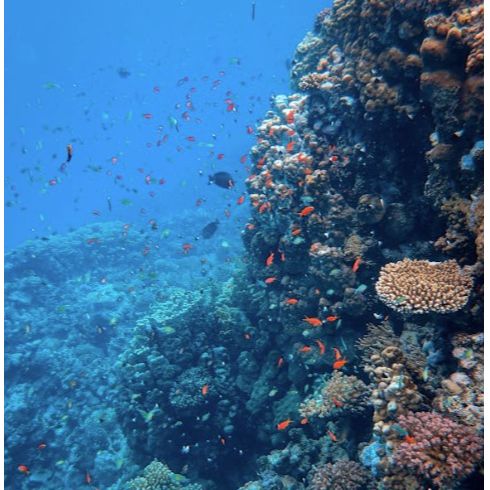 Diver'S Paradise
