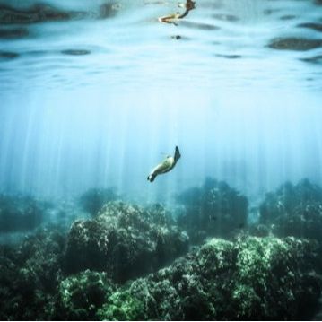 Mani Diving School