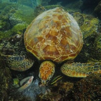 Ugly Divers