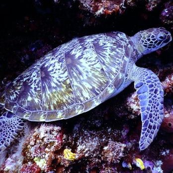 Black Rock Dive Center - Lemnos