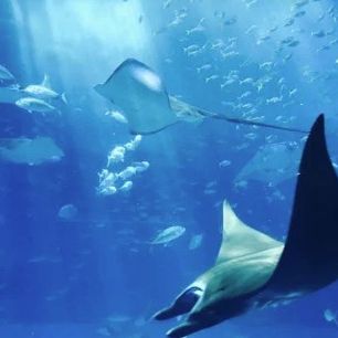 Lihadonisia Diving Center
