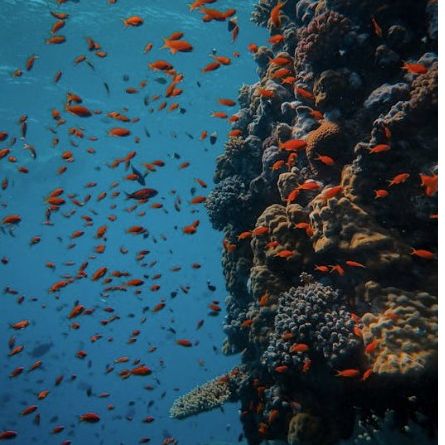 Extreme Diver'S