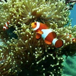 Achilleon Diving Center