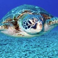 Crete Underwater Center