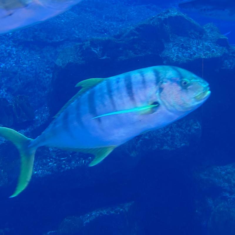 Divers Club Crete