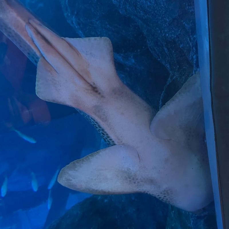 Pelagos Dive Centre