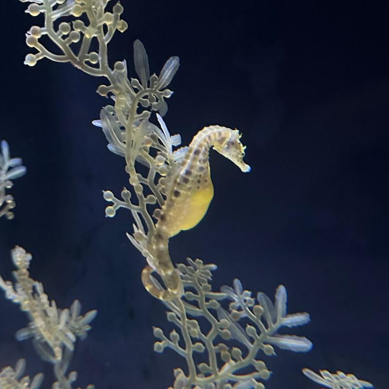 Scubakreta Diving