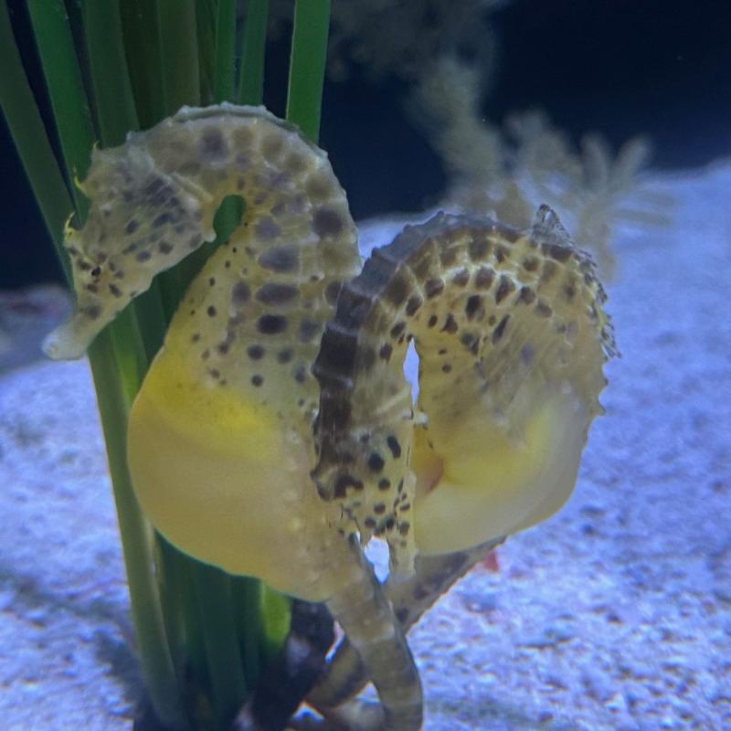 Blue Island Divers