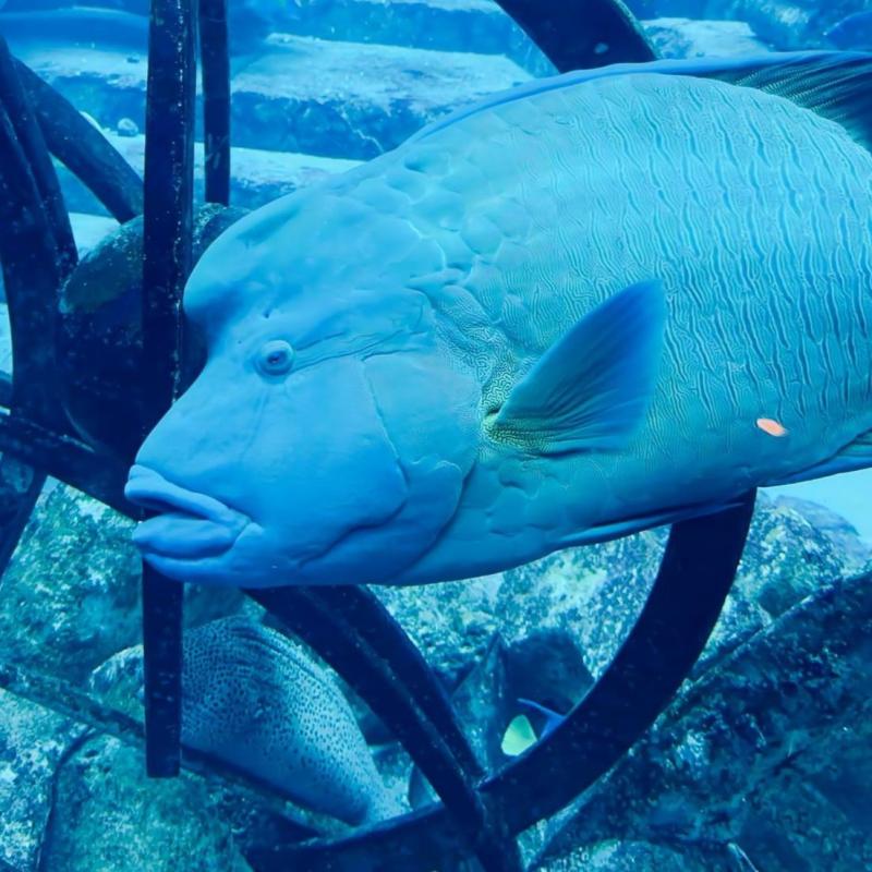 Santorini Dive Center