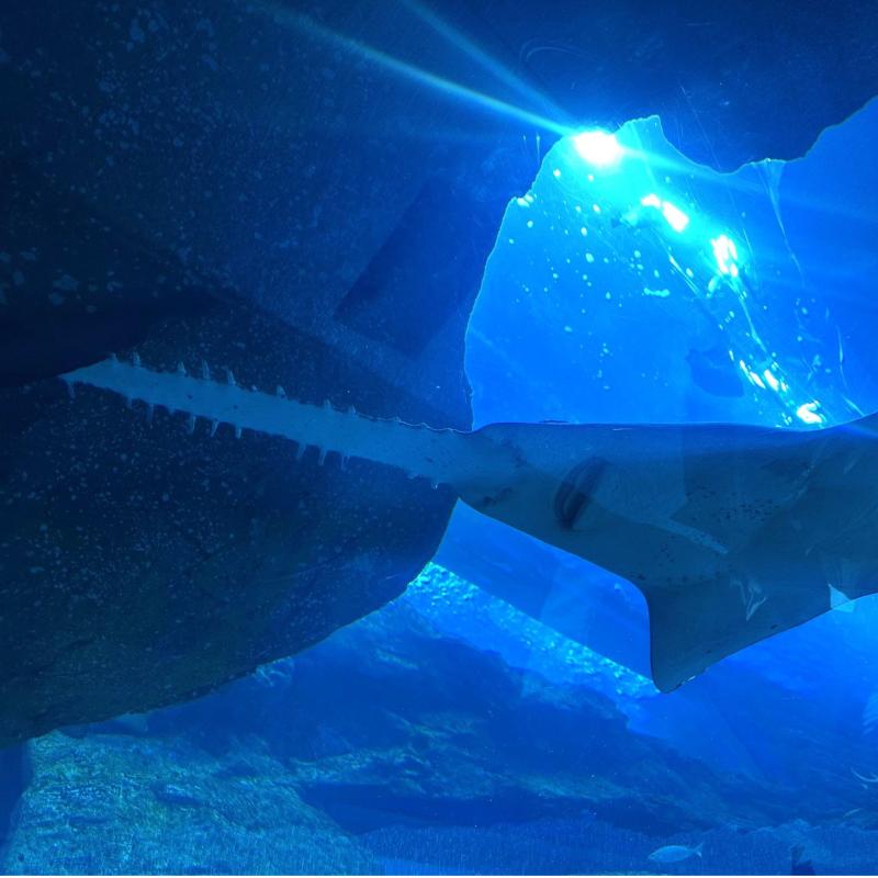 Aegeanscuba Diving Center