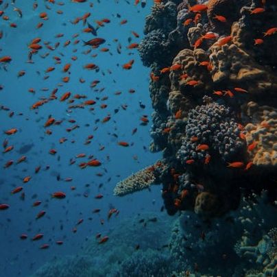 School of Diving K. Kouvaris